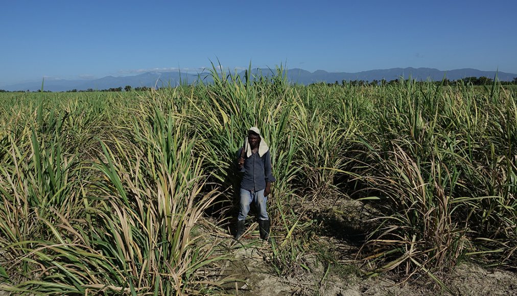Un Haïtien d'orgine dans un champ de canne à sucre en République dominicaine Un Haïtien d'orgine dans un champ de canne à sucre en République dominicaine / ©Jean-Claude Gerez/RTSreligion