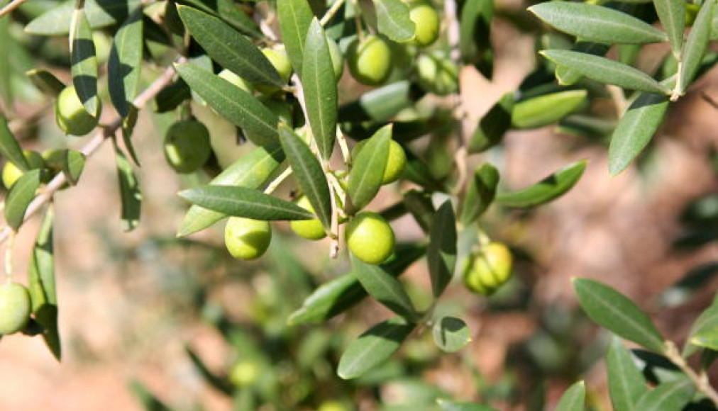 Au jardin des Oliviers Au jardin des Oliviers / Oliviers - arton5833-1fde1